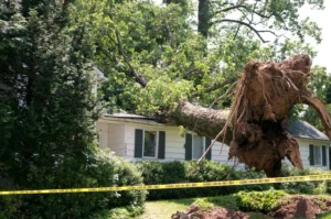 Emergency Tree Removal in Springfield Mo