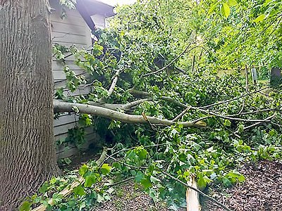Emergency-Tree-Removal-in-Springfield